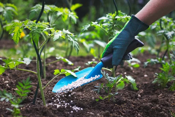 Hand düngt Tomatenpflanzen mit Schaufel